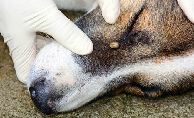 come-togliere-una-zecca-al-cane