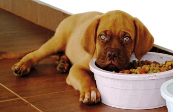 Cuccioli alimentazione