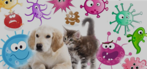 Microbiota nei nostri animali