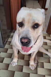 veterinario nutrizionista